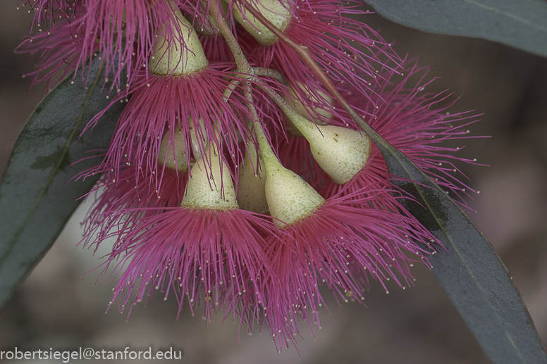 stanford tree walk 2019